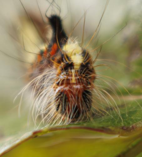 Réf. 345 237 : Acronicta psi